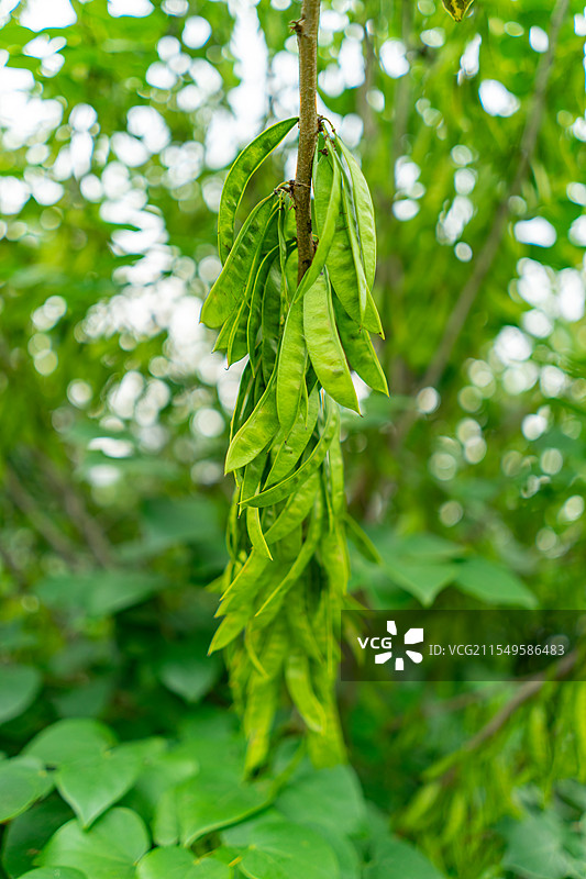 中国城市公园自然风光拍摄主题，紫荆树上结出的种子豌豆荚，户外白昼无人图像摄影图片素材