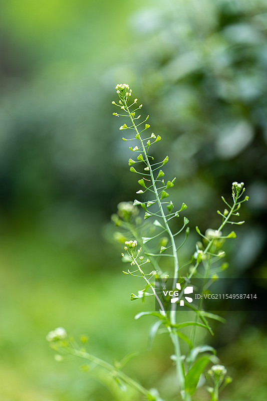 荠菜图片素材