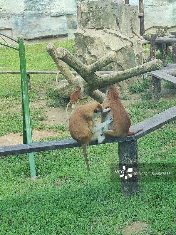 杭州野生动物世界的动物图片素材