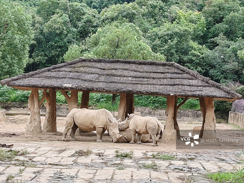 杭州野生动物世界的动物图片素材
