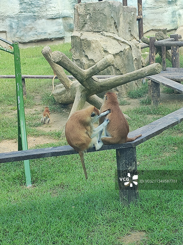 杭州野生动物世界的动物图片素材