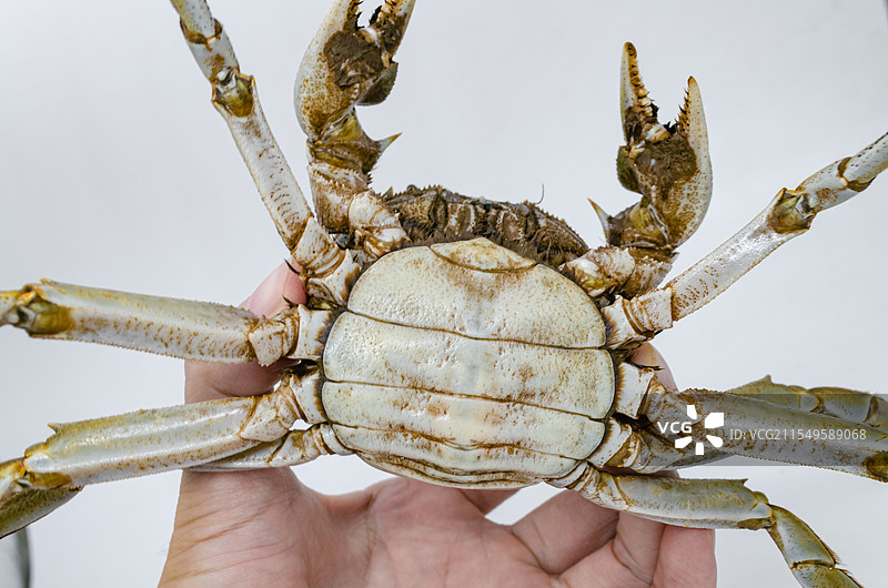 中国海产海鲜农副产品拍摄主题，一只手捏着阳澄湖大闸蟹公蟹母蟹螃蟹，室内无人影棚拍摄图像摄影图片素材