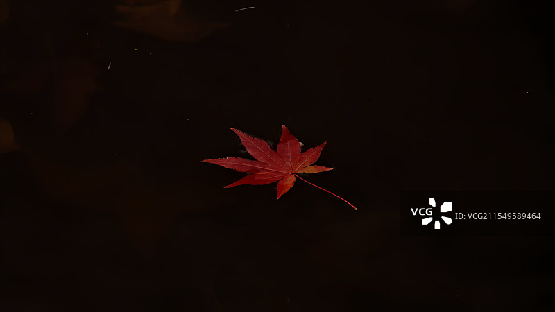 老红枫叶图片素材