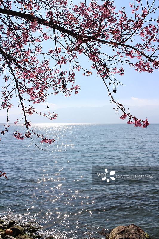洱海&樱花图片素材