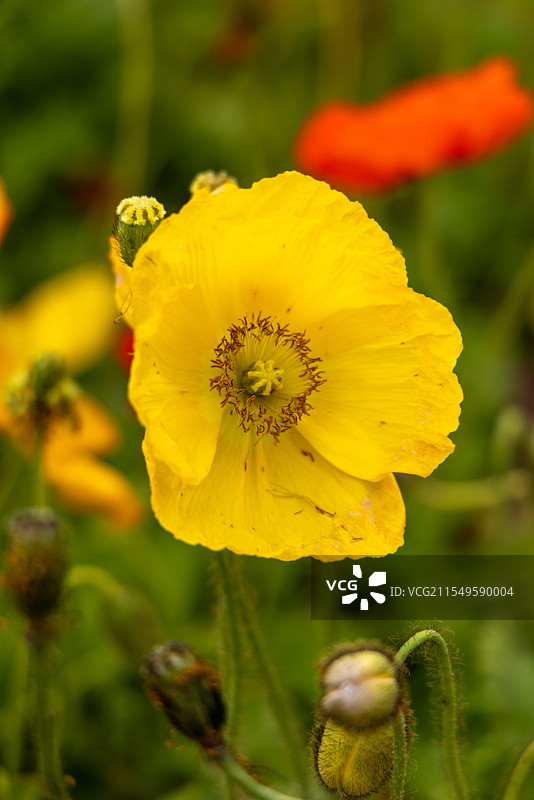 户外盛开的花特写，珠海公园虞美人图片素材