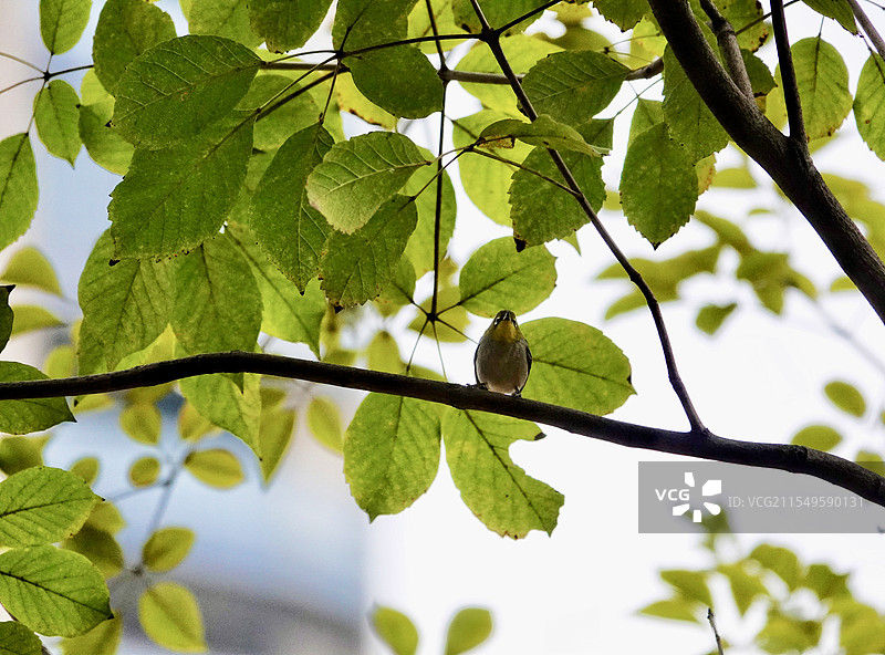 绿叶深处的暗绿绣眼鸟图片素材