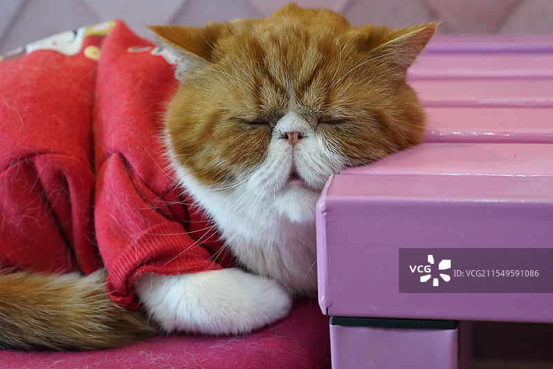 加菲猫图片素材