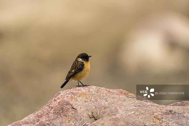 岩石上的黑喉石䳭图片素材