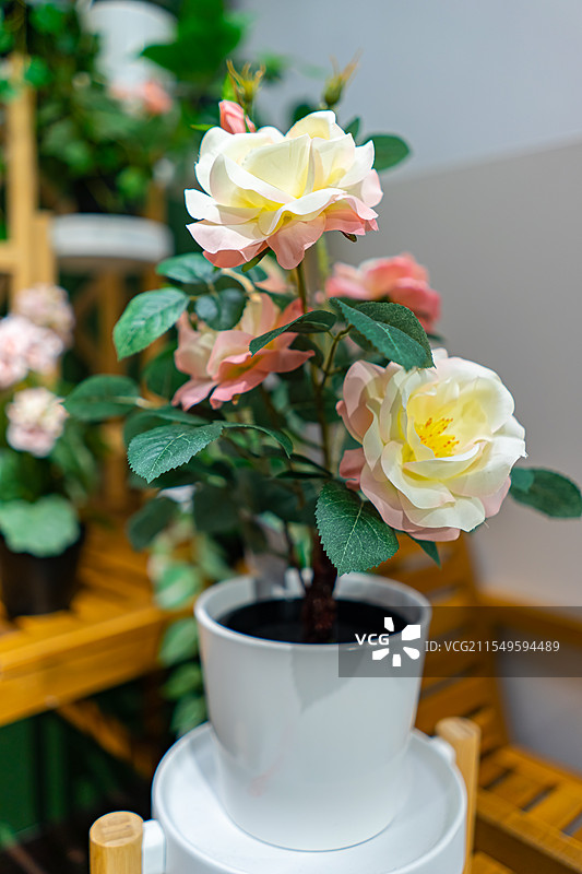 中国野生植物盆栽植物拍摄主题，居家装饰盛开的花朵特写，室内无人图像摄影图片素材