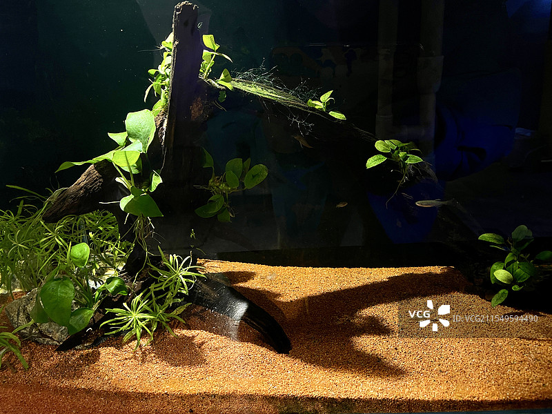 水族箱的水草造景图片素材