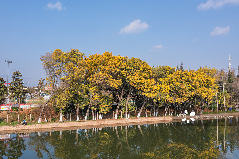 城市河畔的金色合欢花图片素材