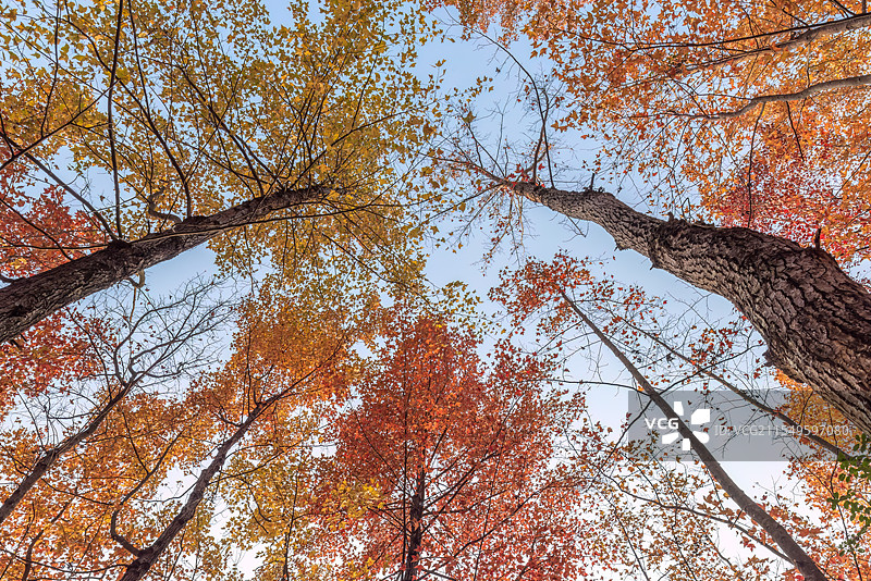 广西百色冬季红枫似火，霜叶红于二月花图片素材