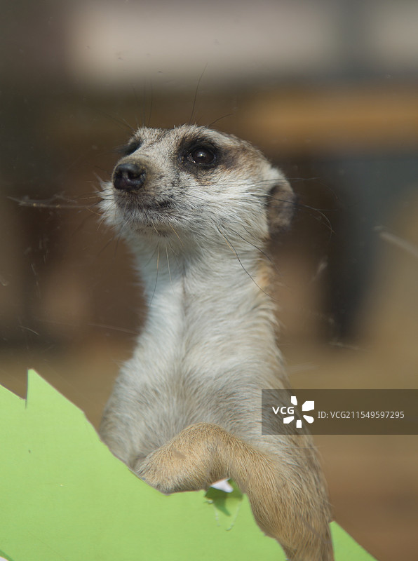 猫鼬远眺特写镜头图片素材