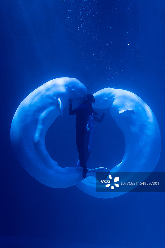 白鲸表演：海洋之心图片素材