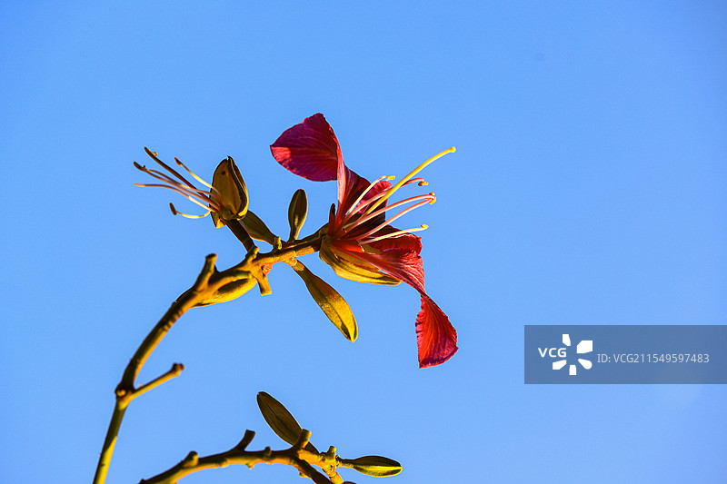 紫荆花图片素材