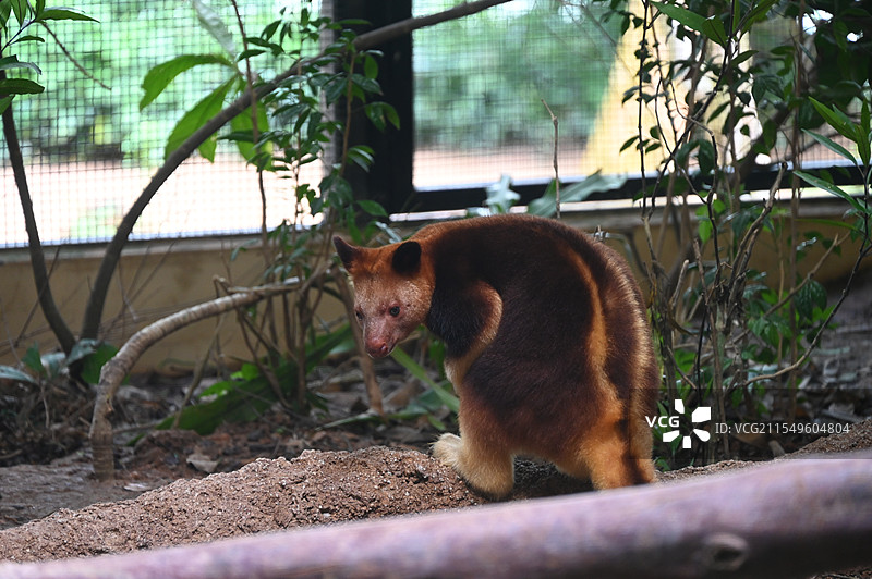 新加坡动物园图片素材