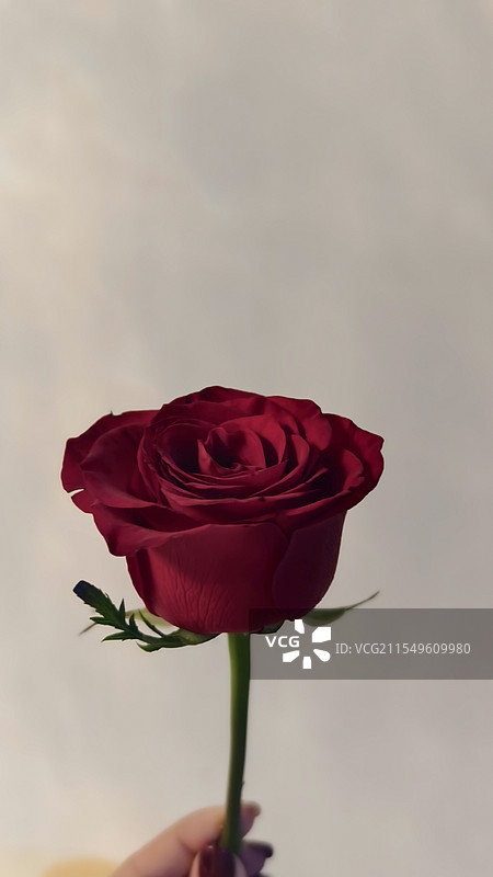 玫瑰花特写图片素材