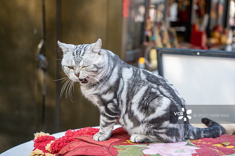 大兴善寺的小猫图片素材