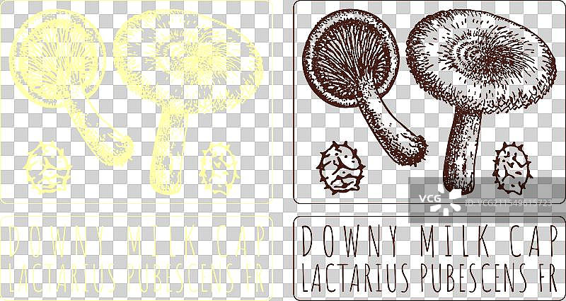 手绘的绒毛牛奶帽蘑菇图片素材