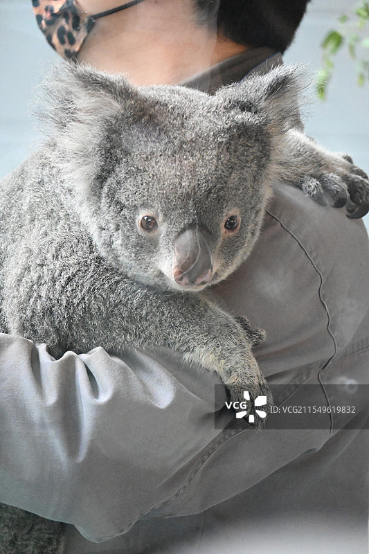 南京红山动物园考拉怀抱特写图片素材