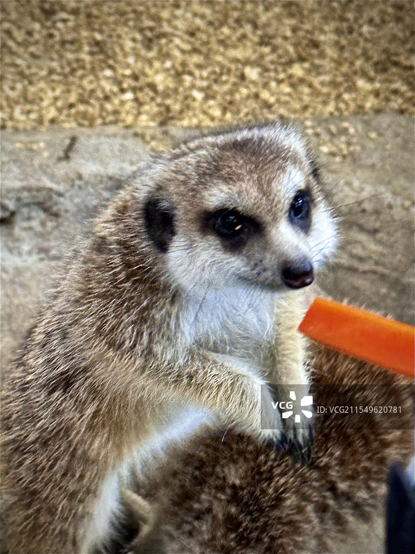 可爱狐獴品尝胡萝卜图片素材