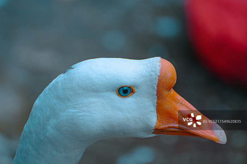 福鼎市凤凰谷的鹅图片素材