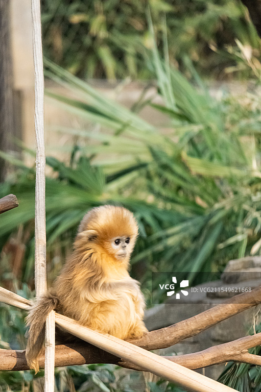 红山动物园川金丝猴图片素材