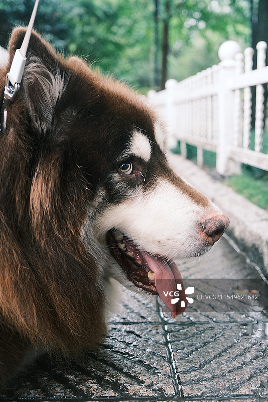 人类的朋友——雪橇犬阿拉斯加图片素材