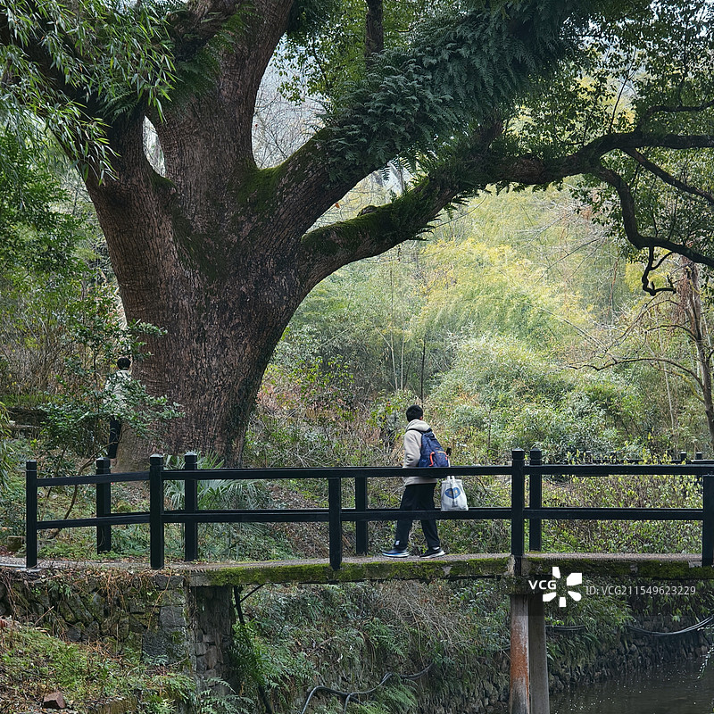 丽水古堰画乡堰头村的香樟树和水渠上的小桥图片素材