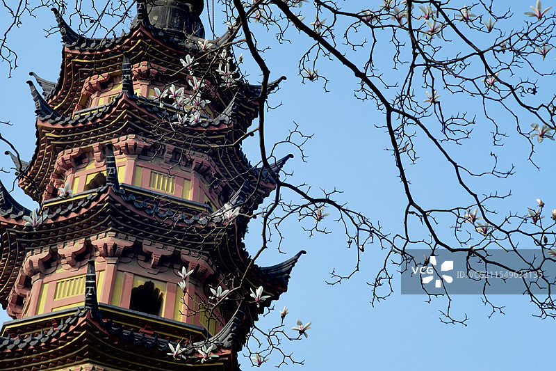 苏州双塔 玉兰花图片素材