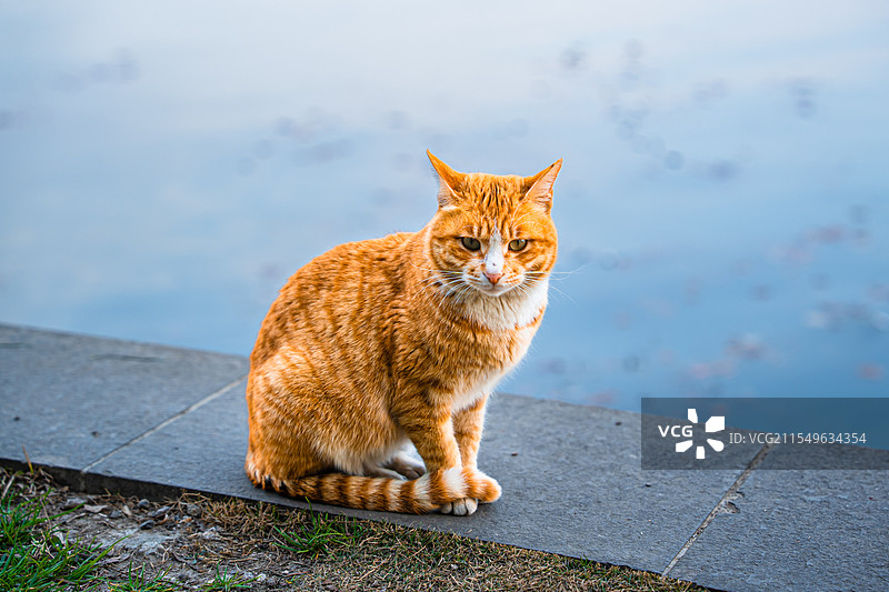 武汉 东湖 橘猫 大橘图片素材