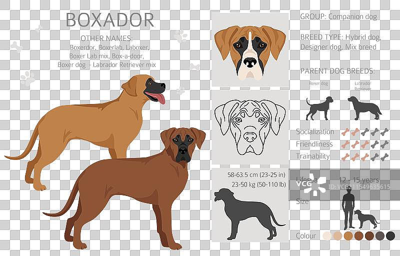 拳师犬与拉布拉多寻回犬混合的图标图片素材