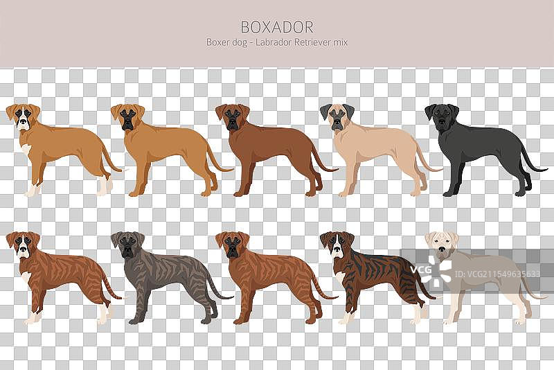 拳师犬与拉布拉多寻回犬混合的图标图片素材