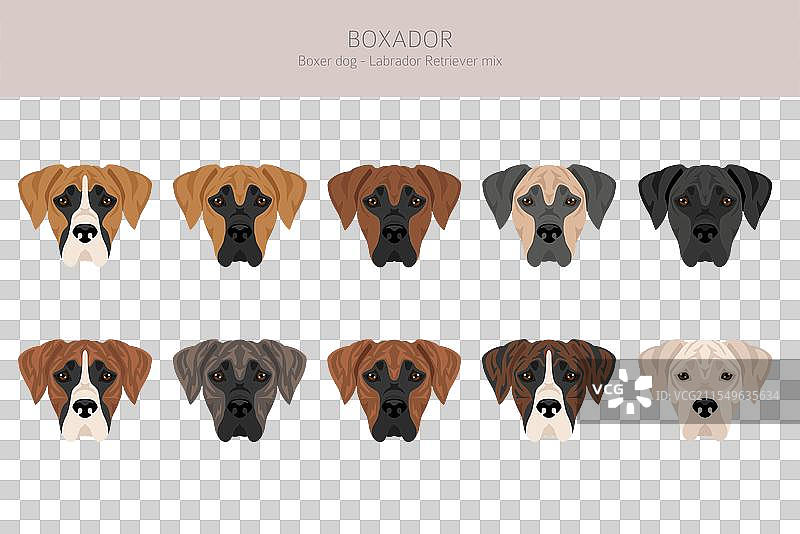 拳师犬与拉布拉多寻回犬混合的图标图片素材