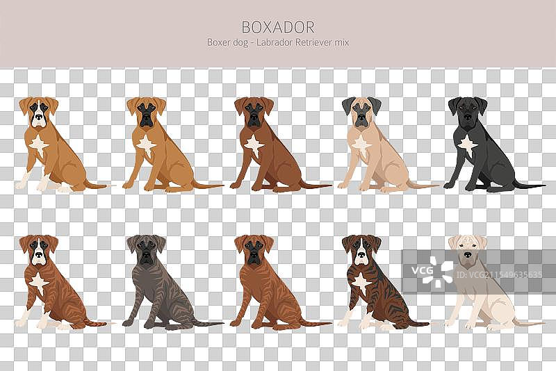 拳师犬与拉布拉多寻回犬混合的图标图片素材