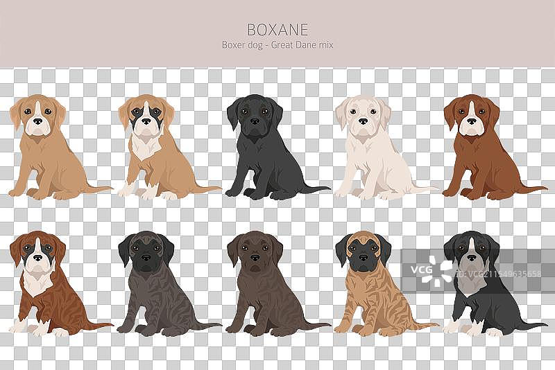 拳师犬和大丹犬混合的剪贴画图片素材
