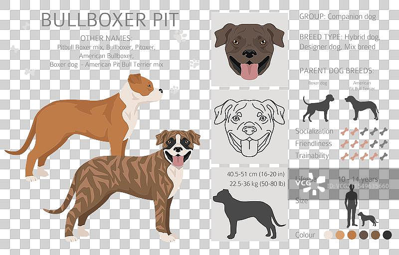 拳击犬与美国斗牛犬的剪贴画图片素材