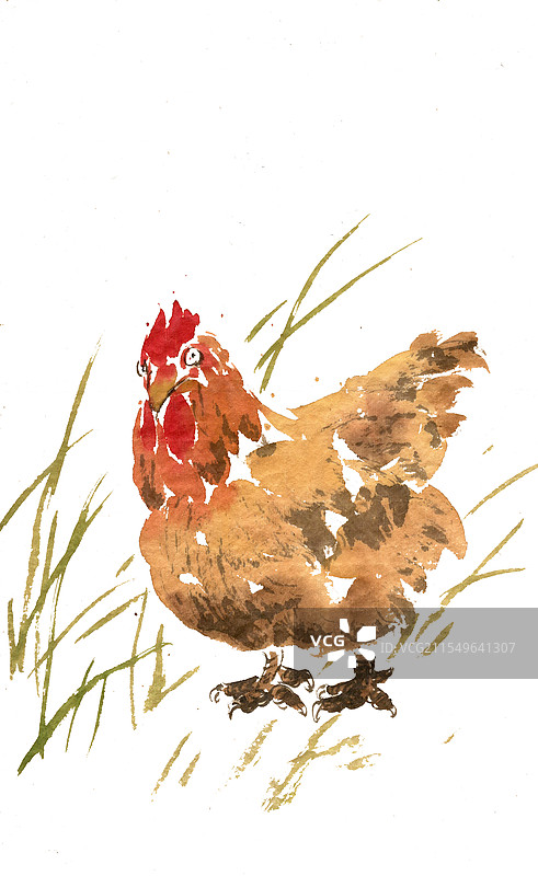 草地上的母鸡图片素材