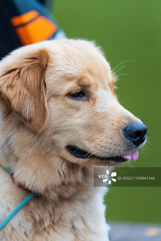 吐舌金毛犬可爱特写图片素材