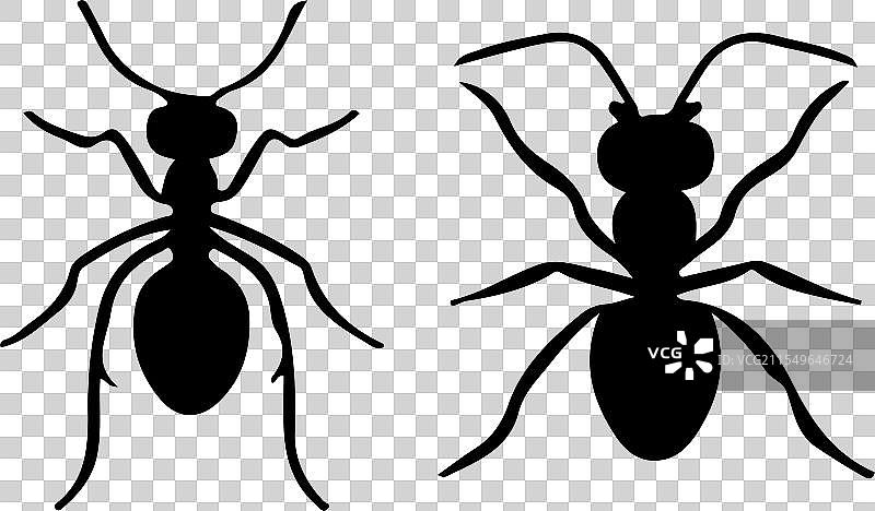 白色背景上的蚂蚁图片素材