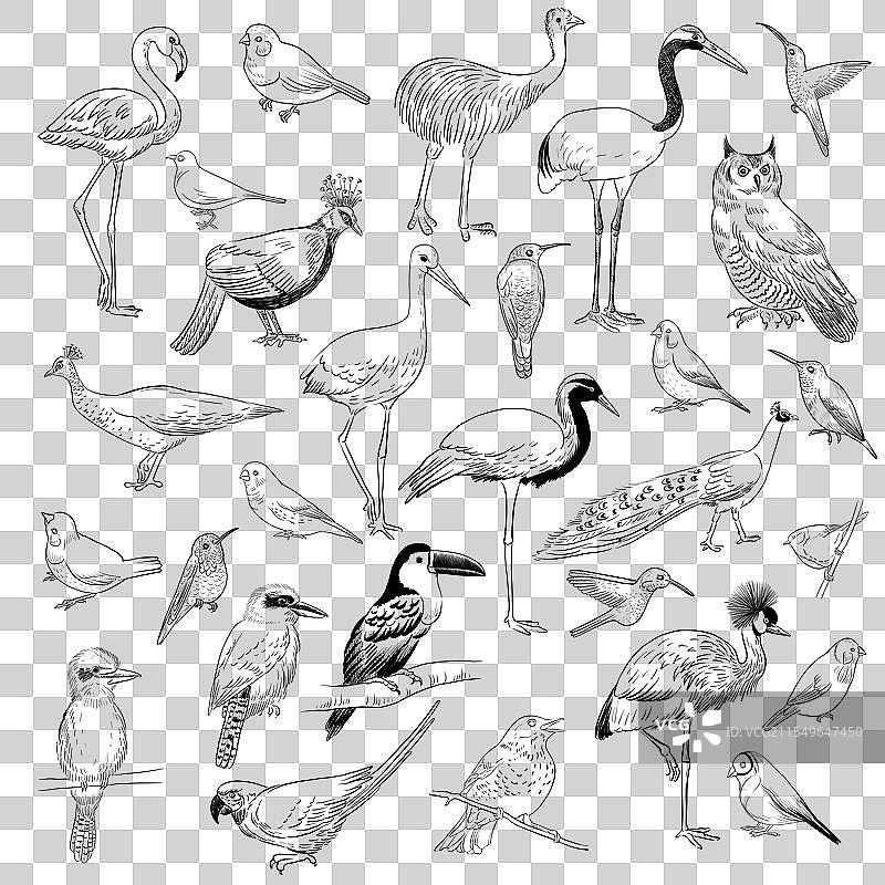 鸟类素描图图片素材
