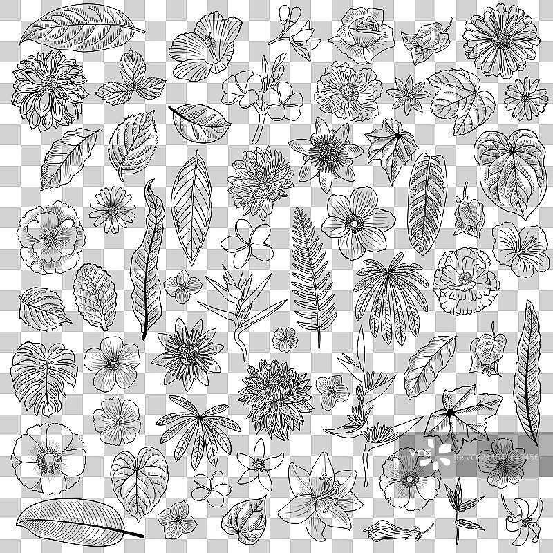 一组花卉和叶子的绘画图片素材