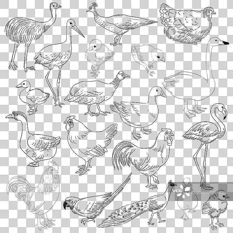 绘制家禽图片素材