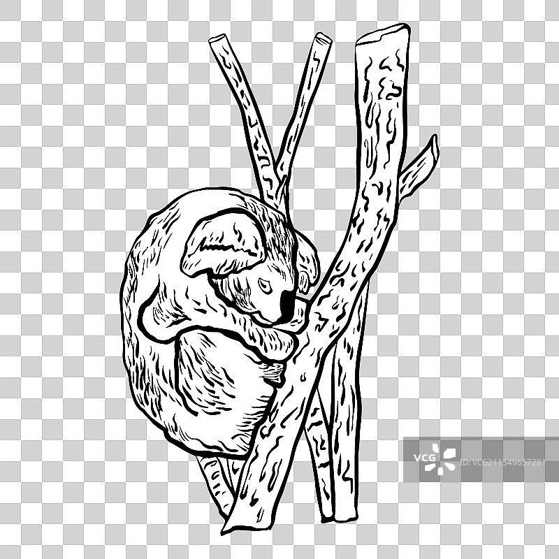 手绘考拉在树枝上睡觉的图形图片素材