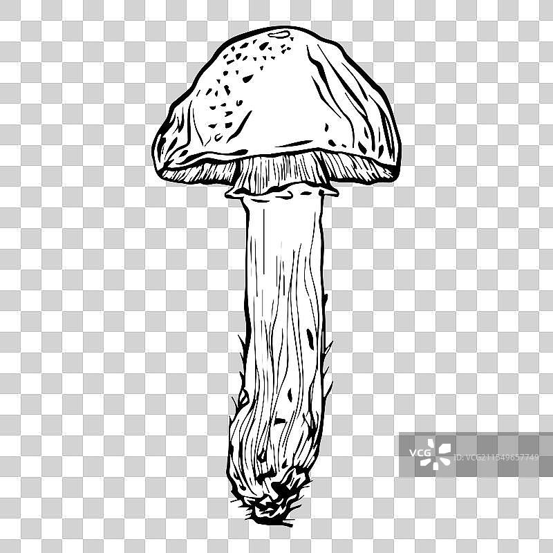 手绘风格的波兰蘑菇图片素材
