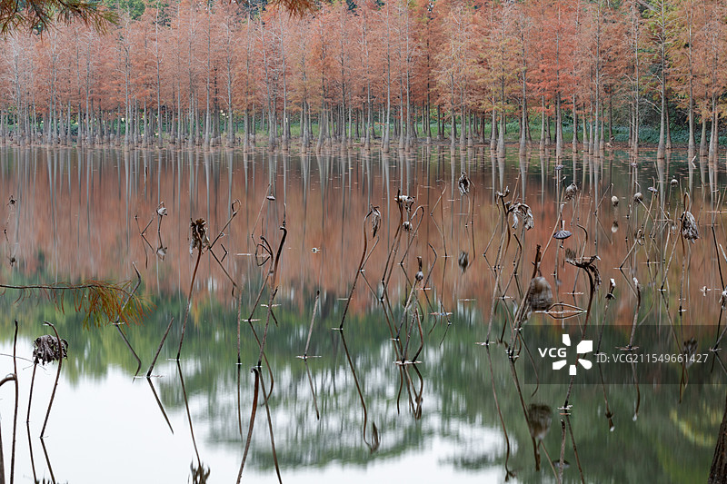 冬天广东广州番禺大夫山森林公园金黄色的落羽杉与湖中的残荷倒影风光图片素材