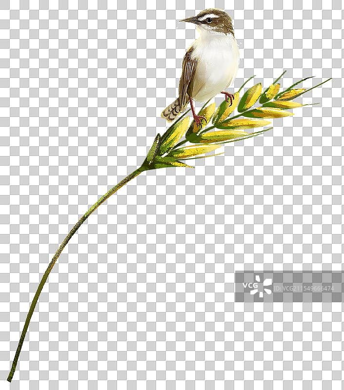 农民丰收节插画元素 金色的小麦穗上停留的麻雀元素图片素材