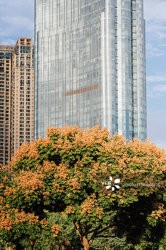 福州滨江公园栾树花开城市风光图片素材