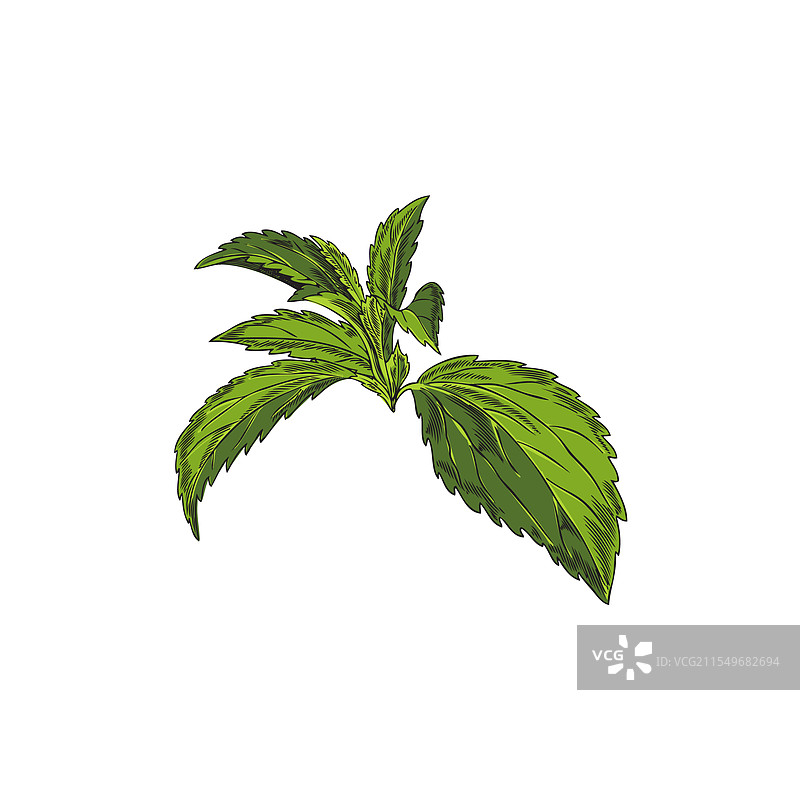 甜叶菊植物叶子分支手绘素描图片素材