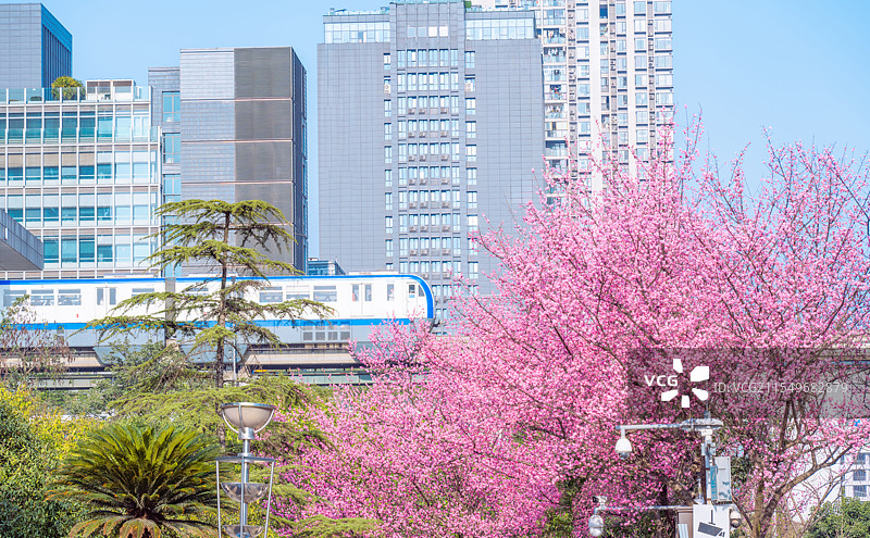 重庆金童路的梅花图片素材